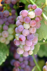 Grape fruit (bunch)