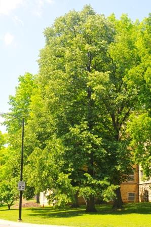 Linden tree